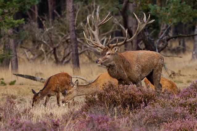 03 Hoge Veluwe, edelherten.jpg